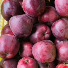 会宁花牛，富士