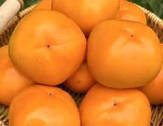 阳丰脆柿，陕西阳丰脆甜柿子，阳丰甜柿子产