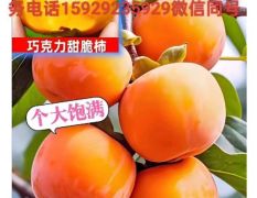 火晶柿子，陕西火葫芦柿子，火葫芦柿子产地