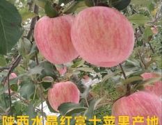 膜袋红富士苹果/陕西红富士苹果/纸夹膜红富士苹果