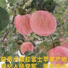 膜袋红富士苹果/陕西红富士苹果/纸夹膜红富士苹果