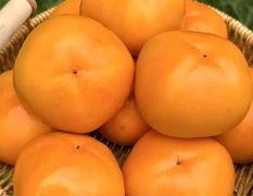 阳丰脆柿，陕西阳丰脆柿，阳丰脆甜柿子产地
