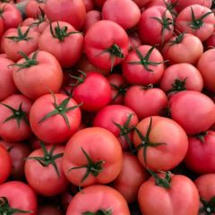 山东聊城大量供应优质硬粉西红柿，大红西红柿