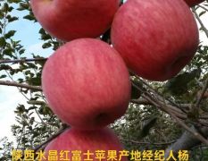 红富士苹果，陕西红富士苹果，水晶红富士苹果产地
