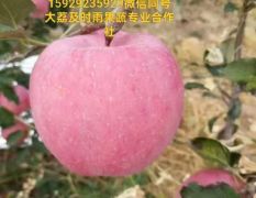 红富士苹果，陕西红富士苹果，水晶红富士苹果产地