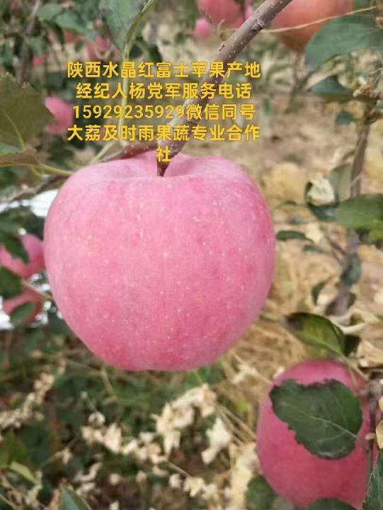 2025年陕西大荔红富士价格