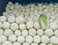 辽宁黑山白菜大量上市“诚信代发全国”