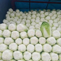 辽宁黑山白菜大量上市“诚信代发全国”