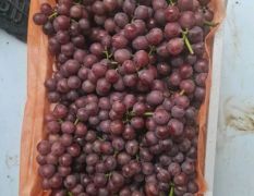 河北大粒二茬巨峰葡萄大量供应