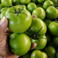 大量供应绿西红柿，青柿子