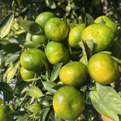 广西富川特早柑橘大量供应