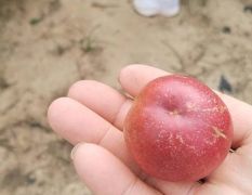 离合枣油桃