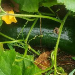 石家庄辛集大量黑皮大冬瓜