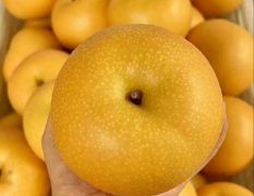 平度秋月梨上市