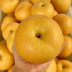 平度秋月梨上市