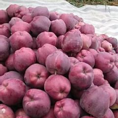 大量供应新红星