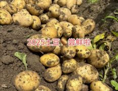 潍坊地区荷兰十五土豆上市，欢迎各地新老客户考察