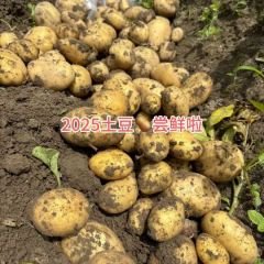 潍坊地区荷兰十五土豆上市，欢迎各地新老客户考察