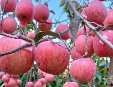 栖霞苹果、原产地一手货源、价格美
