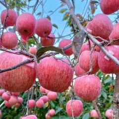 栖霞苹果、原产地一手货源、价格美
