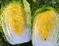 产地万亩黄心白菜大量供应质量三包诚信代发全国