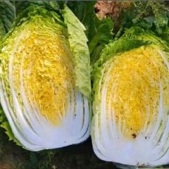 产地万亩黄心白菜大量供应质量三包诚信代发全国