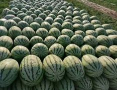 内蒙古赤峰西瓜供应电话18748016296