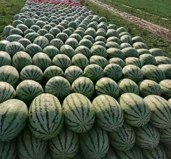 金城5号价格