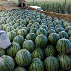 内蒙赤峰沙漠西瓜大量上市:18748016296