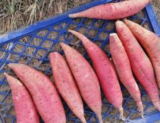 西瓜红 哈密 烟薯 济薯 紫薯