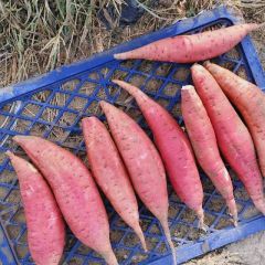 西瓜红 哈密 烟薯 济薯 紫薯