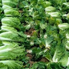 精品大白菜 七八成菜 叶子绿