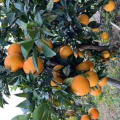 赣南脐橙厂地直销