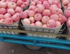 栖霞红福士大量上市