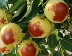 大荔冬枣，大荔黄河滩冬枣，大荔冬枣产地经纪杨党军