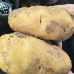 大量供应荷兰十五