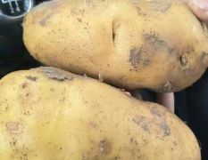 大量供应荷兰十五