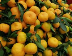 2025年资阳蜜桔我不得不告诉你的事