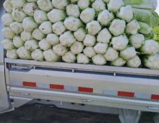 玉田大白菜大量供应