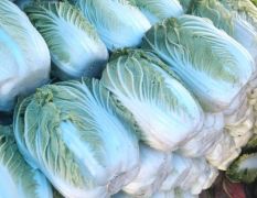 玉田黄心菜陆续供应中