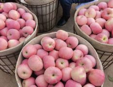 栖霞市管道镇红福士大量上市