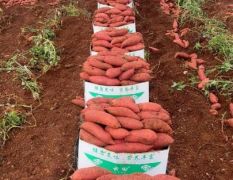 来自云南高原红土地特产 紫薯