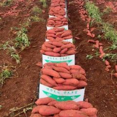 来自云南高原红土地特产 紫薯