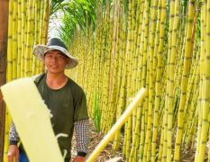 云南精品黄金甘蔗大量供应