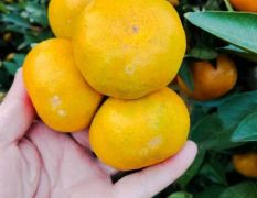 普早柑橘大量新鲜上市价格美丽