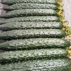 莘县密刺黄瓜，产地货源，诚信代收