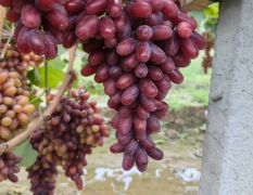 陕西克伦生葡萄批发克伦生葡萄基地