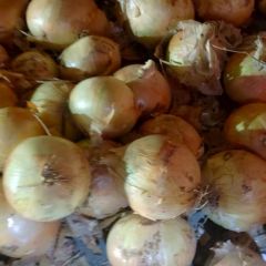 长期供应洋葱黄洋葱无农残大葱韭菜