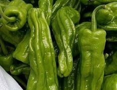 夏邑县万亩基地辣椒大量上市了！