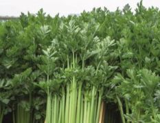 水果芹菜种子库比亚
